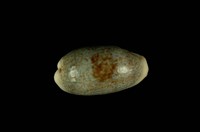 藏品(愛龍寶螺)的圖片